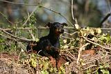 PINSCHER NAIN 145